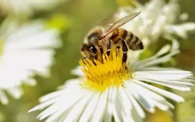 Musée de l’abeille